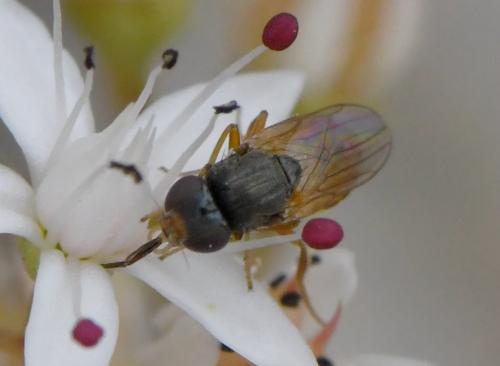 Oscinimorpha novakii